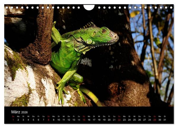 Produktbild: REPTILIEN (Wandkalender 2026 DIN A4 quer), CALVENDO Monatskalender