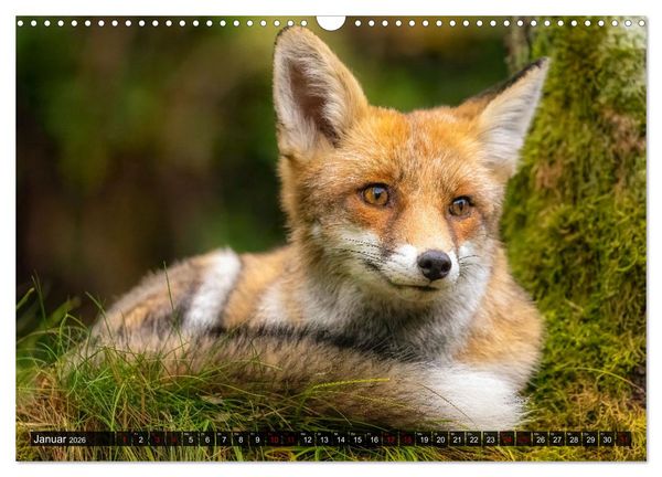 Produktbild: Wildtierkalender (Wandkalender 2026 DIN A3 quer), CALVENDO Monatskalender