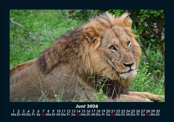 Produktbild: L&ouml;wen in der Wildnis 2026 Fotokalender DIN A5