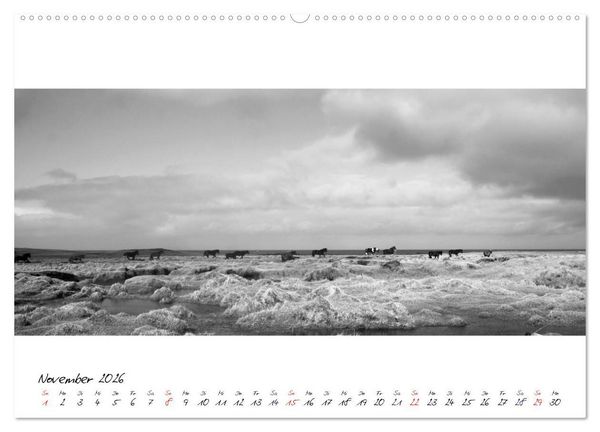 Produktbild: Islandpferde von Brimilsvellir (hochwertiger Premium Wandkalender 2026 DIN A2 quer), Kunstdruck in Hochglanz