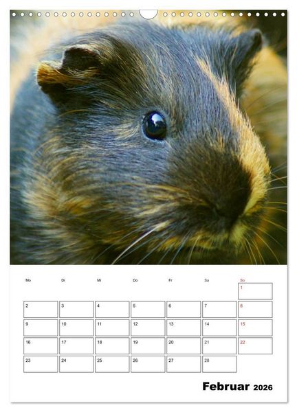 Produktbild: Meerschweinchen Terminplaner (Wandkalender 2026 DIN A3 hoch), CALVENDO Monatskalender