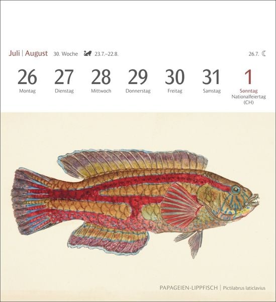 Produktbild: Fische Postkartenkalender 2027 - Postkartenkalender mit 53 historischen Zeichnungen