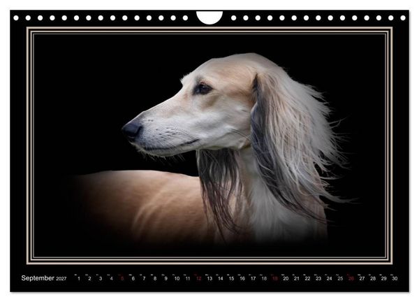 Produktbild: Saluki 2027 (Wandkalender 2027 DIN A4 quer), CALVENDO Monatskalender