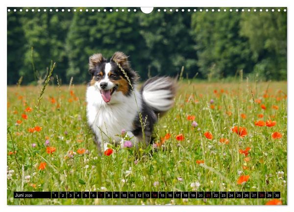Produktbild: Australian Shepherd - Lebensfreude auf vier Pfoten (Wandkalender 2026 DIN A3 quer), CALVENDO Monatskalender