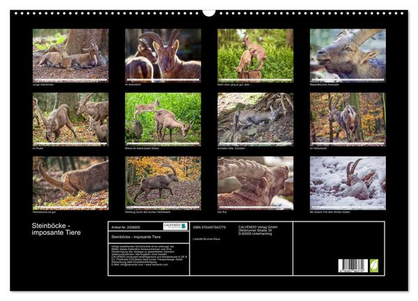 Produktbild: Steinb&ouml;cke - imposante Tiere (Wandkalender 2026 DIN A2 quer), CALVENDO Monatskalender