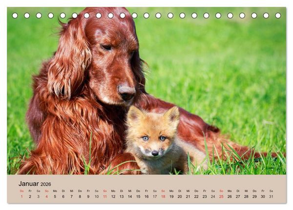 Produktbild: Der Fuchs. Bezaubernder Geselle (Tischkalender 2026 DIN A5 quer), CALVENDO Monatskalender