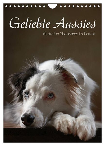 Geliebte Aussies - Australian Shepherds im Portrait (Wandkalender 2026 DIN A4 hoch), CALVENDO Monatskalender