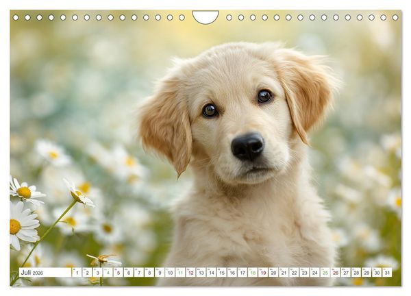 Produktbild: Flauschige Momente (Wandkalender 2026 DIN A4 quer), CALVENDO Monatskalender