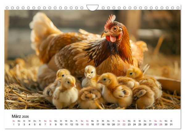 Produktbild: H&uuml;hner Federvieh (Wandkalender 2026 DIN A4 quer), CALVENDO Monatskalender
