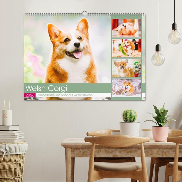 Produktbild: Welsh Corgi. Zauberhafter Dickkopf auf kurzen Beinen (Wandkalender 2026 DIN A2 quer), CALVENDO Monatskalender