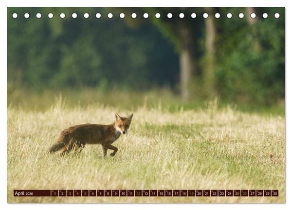 Produktbild: Zauberhafte Wesen - Reineke Fuchs und Meister Lampe (Tischkalender 2026 DIN A5 quer), CALVENDO Monatskalender