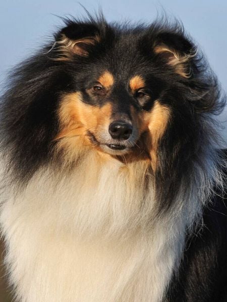 Produktbild: CALVENDO Puzzle Collies - Portr&auml;t eines R&uuml;den | 1000 Teile Lege-Gr&ouml;&szlig;e 64x48cm Foto-Puzzle f&uuml;r gl&uuml;ckliche Stunden