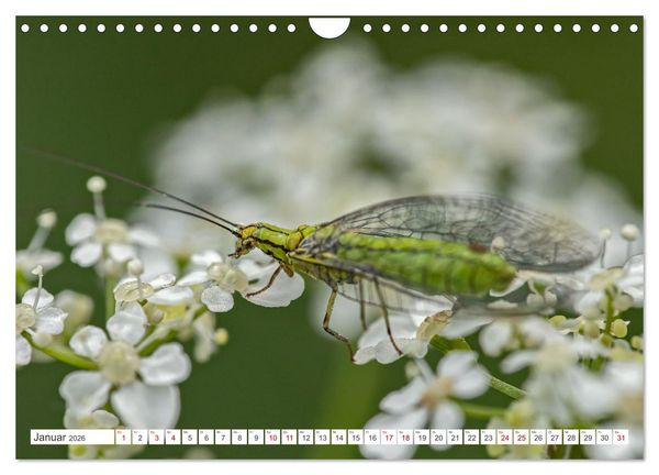 Produktbild: Ungeliebte Sch&ouml;nheiten - die faszinierende Welt unserer heimischen Fliegen (Wandkalender 2026 DIN A4 quer), CALVENDO Monatskalender