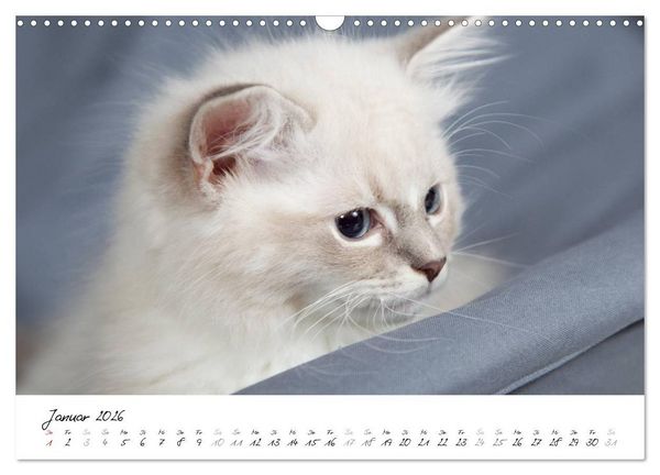 Produktbild: Ragdoll Kitten (Wandkalender 2026 DIN A3 quer), CALVENDO Monatskalender