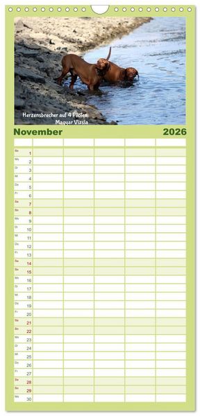 Produktbild: Familienplaner 2026 - Magyar Vizsla - Zauberhafte Kobolde mit 5 Spalten (Wandkalender, 21 x 45 cm) CALVENDO
