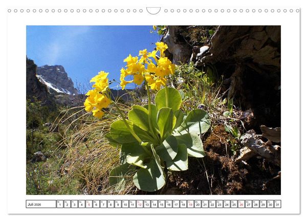 Produktbild: Alpenblumen. Bunte Welt in luftiger H&ouml;he (Wandkalender 2026 DIN A3 quer), CALVENDO Monatskalender