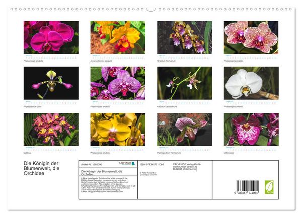 Produktbild: Die K&ouml;nigin der Blumenwelt, die Orchidee (hochwertiger Premium Wandkalender 2026 DIN A2 quer), Kunstdruck in Hochglanz