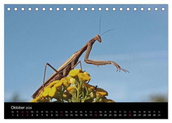 Produktbild: Faszination Gottesanbeterin - Die Welt der Mantis (Tischkalender 2026 DIN A5 quer), CALVENDO Monatskalender