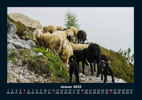Produktbild: Tiere auf dem Bauernhof 2025 Fotokalender DIN A4