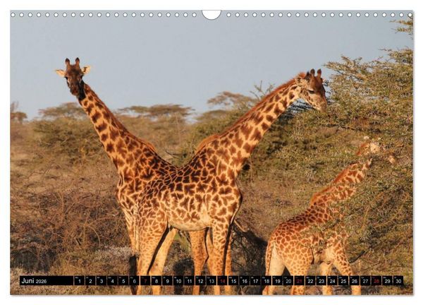 Produktbild: Wildes Leben in Afrika (Wandkalender 2026 DIN A3 quer), CALVENDO Monatskalender