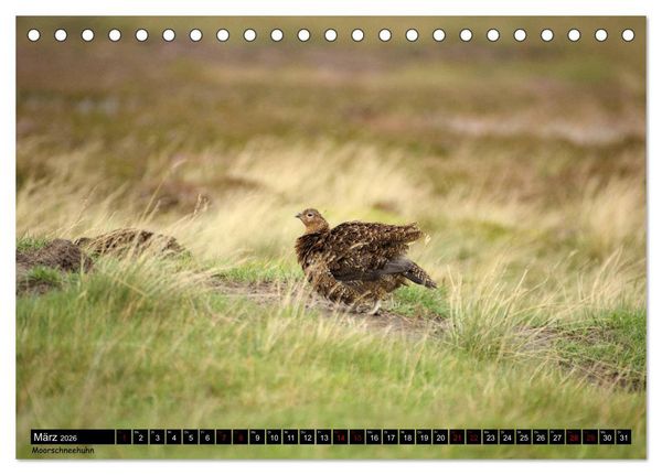 Produktbild: Traumhafte Yorkshire Dales (Tischkalender 2026 DIN A5 quer), CALVENDO Monatskalender
