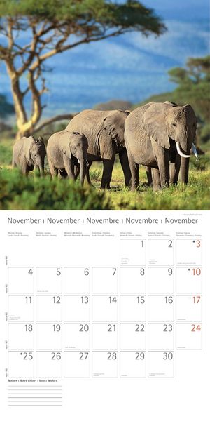 Produktbild: Elefanten - T & C-Kalender 2013