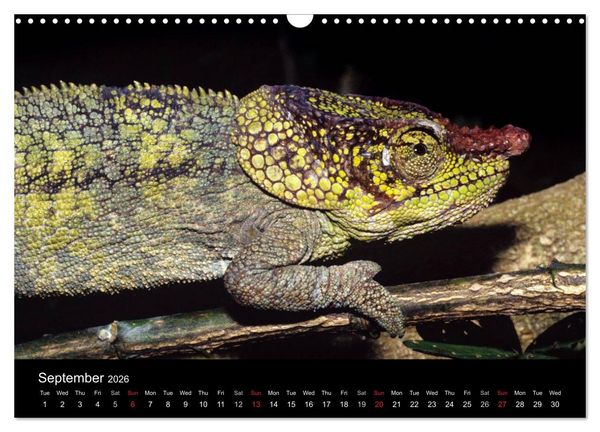 Produktbild: Chameleons Monsters of the African Bush (Wall Calendar 2026 DIN A3 landscape), CALVENDO 12 Month Wall Calendar
