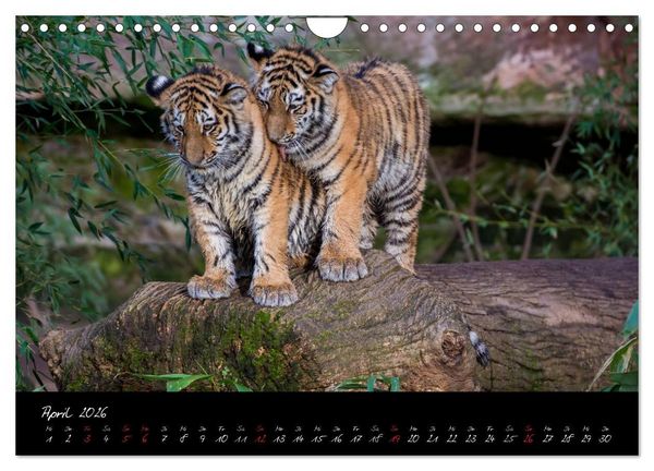 Produktbild: Tiergarten N&uuml;rnberg (Wandkalender 2026 DIN A4 quer), CALVENDO Monatskalender