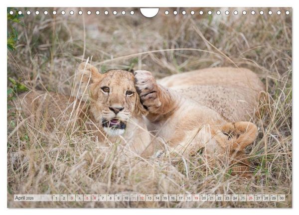 Produktbild: Emotionale Momente: Liebenswerte L&ouml;wenbabys (Wandkalender 2026 DIN A4 quer), CALVENDO Monatskalender