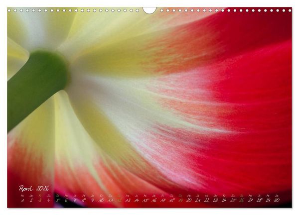 Produktbild: Bl&uuml;tenzauber in meinem Garten (Wandkalender 2026 DIN A3 quer), CALVENDO Monatskalender