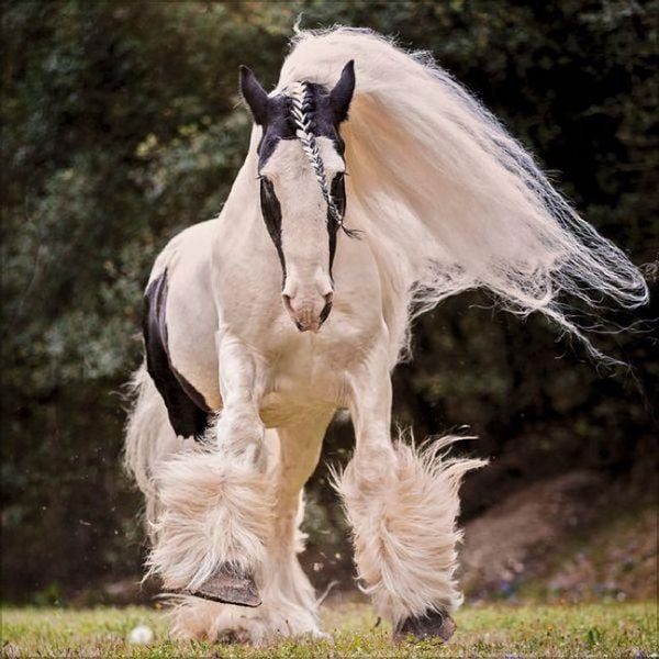 Produktbild: Horses 2027