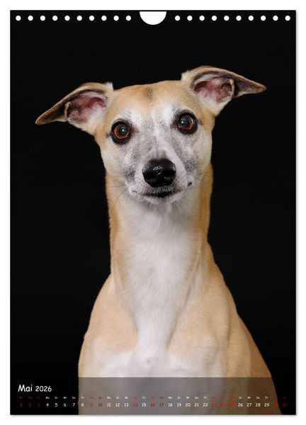 Produktbild: Whippets im Portrait (Wandkalender 2026 DIN A4 hoch), CALVENDO Monatskalender