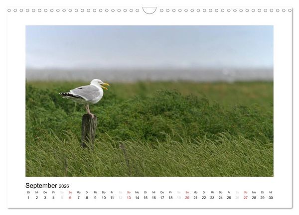 Produktbild: Die sch&ouml;ne Insel Neuwerk (Wandkalender 2026 DIN A3 quer), CALVENDO Monatskalender