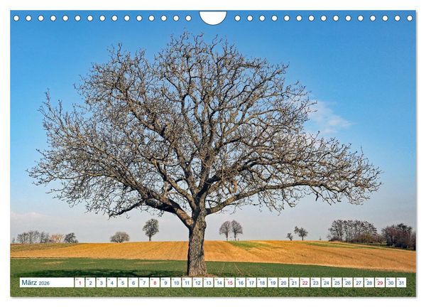 Produktbild: Ein Nussbaum von Januar bis Dezember (Wandkalender 2026 DIN A4 quer), CALVENDO Monatskalender