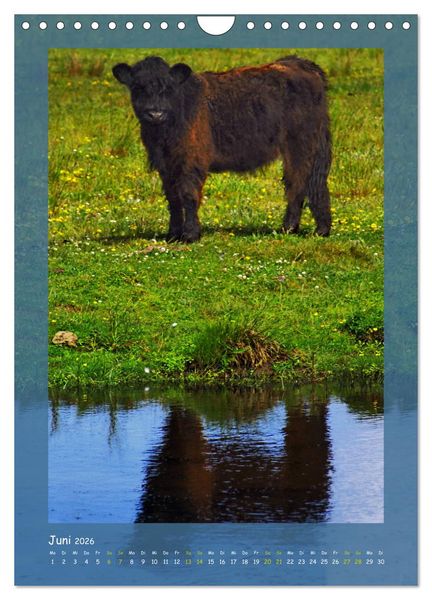 Produktbild: Texel sehen und verlieben (Wandkalender 2026 DIN A4 hoch), CALVENDO Monatskalender