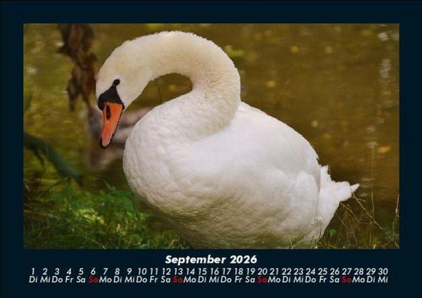 Produktbild: Welt der V&ouml;gel 2026 Fotokalender DIN A5