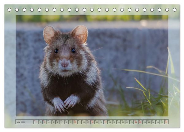 Produktbild: S&uuml;&szlig;e Nager (Tischkalender 2026 DIN A5 quer), CALVENDO Monatskalender