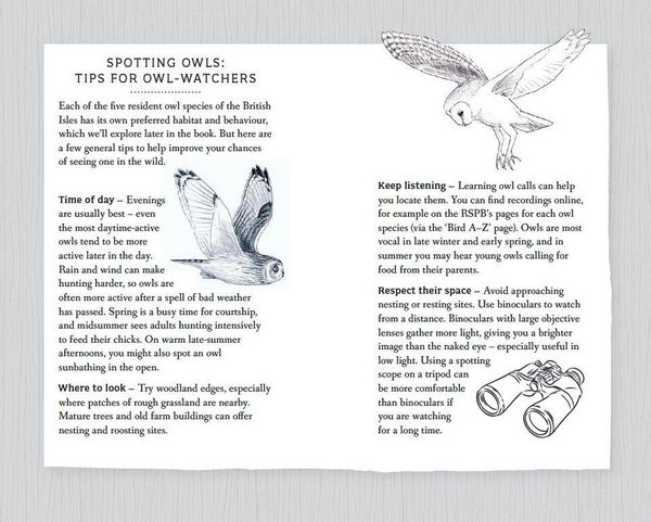 Produktbild: RSPB Pocket Book of Owls
