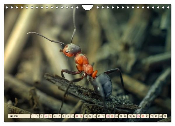 Produktbild: Ameisen - Ordnung im Durcheinander (Wandkalender 2026 DIN A4 quer), CALVENDO Monatskalender