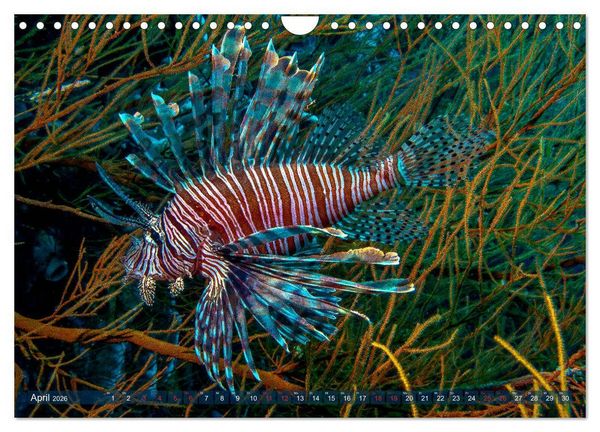 Produktbild: Wunderwelt Unterwasser (Wandkalender 2026 DIN A4 quer), CALVENDO Monatskalender