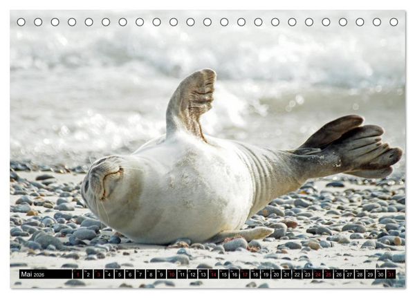 Produktbild: Robben an der Nordsee (Tischkalender 2026 DIN A5 quer), CALVENDO Monatskalender
