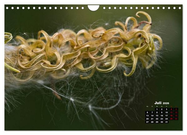 Produktbild: B&auml;ume im Detail (Wandkalender 2026 DIN A4 quer), CALVENDO Monatskalender