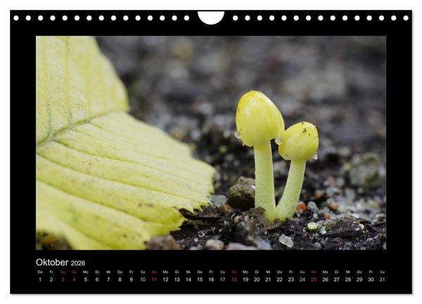 Produktbild: Pilze (Wandkalender 2026 DIN A4 quer), CALVENDO Monatskalender