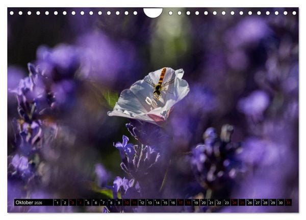 Produktbild: Provence im Rausch der Farben (Wandkalender 2026 DIN A4 quer), CALVENDO Monatskalender
