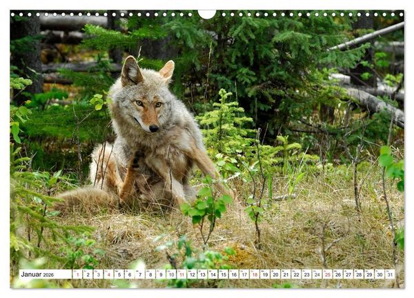 Produktbild: Tierwelt in den Canadian Rockies (Wandkalender 2026 DIN A3 quer), CALVENDO Monatskalender