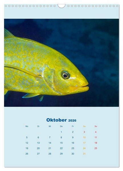 Produktbild: Portraitaufnahmen - Fische (Wandkalender 2026 DIN A3 hoch), CALVENDO Monatskalender