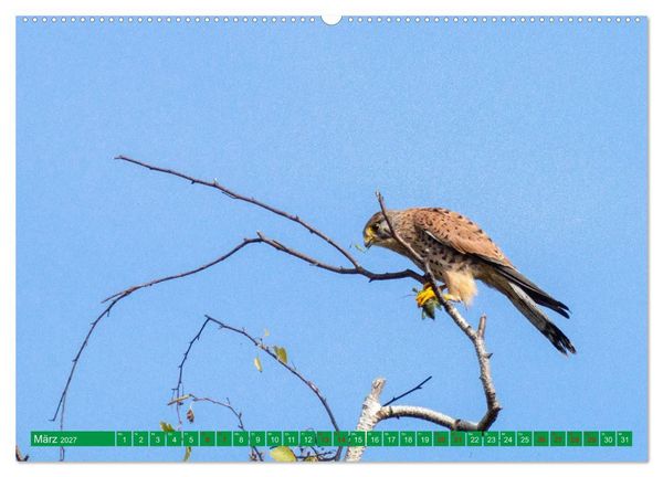 Produktbild: Greifv&ouml;gel - wild und sch&ouml;n (Wandkalender 2027 DIN A2 quer), CALVENDO Monatskalender