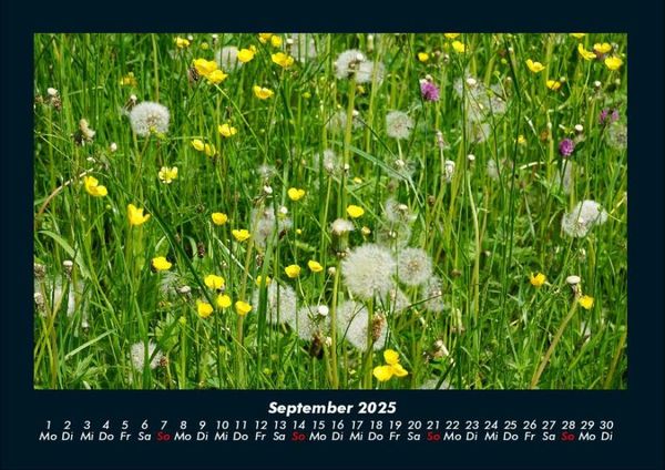 Produktbild: Pflanzen und Bl&uuml;ten 2025 Fotokalender DIN A4