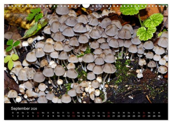 Produktbild: Pilze, Pilze (Wandkalender 2026 DIN A3 quer), CALVENDO Monatskalender