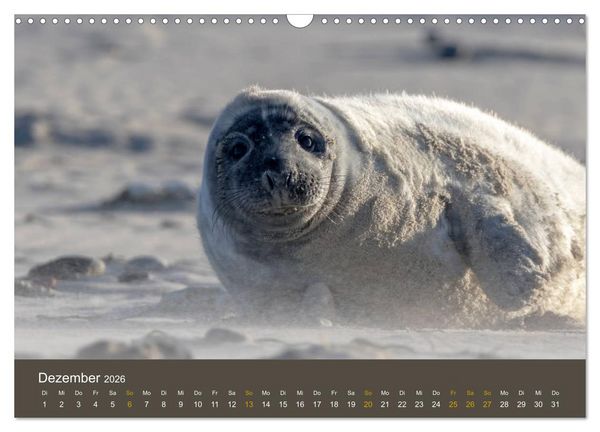 Produktbild: Robben auf der Helgol&auml;nder D&uuml;ne (Wandkalender 2026 DIN A3 quer), CALVENDO Monatskalender